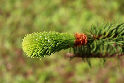 Picea abies 'Virgata' - smrk ztepilý - jarní výhonek 1
